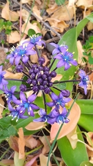 Scilla peruviana