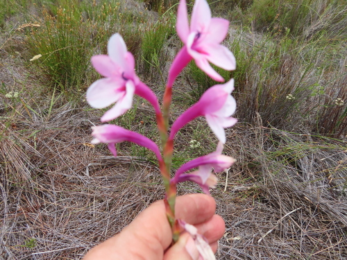 Image of Watsonia zeyheri by (c) linkie, some rights reserved (CC BY)