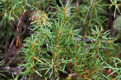 Rhododendron subulatum