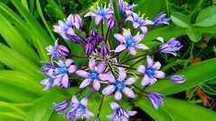 Scilla peruviana