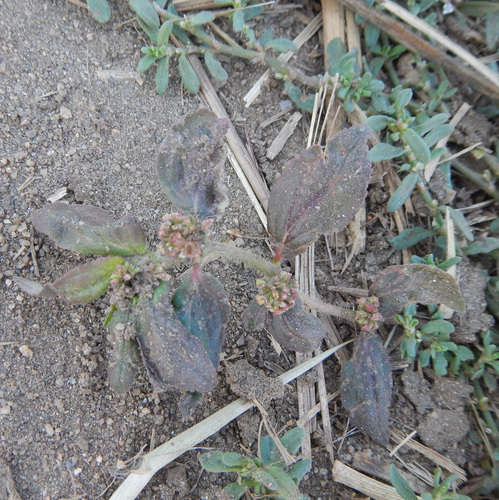Asthma Plant
