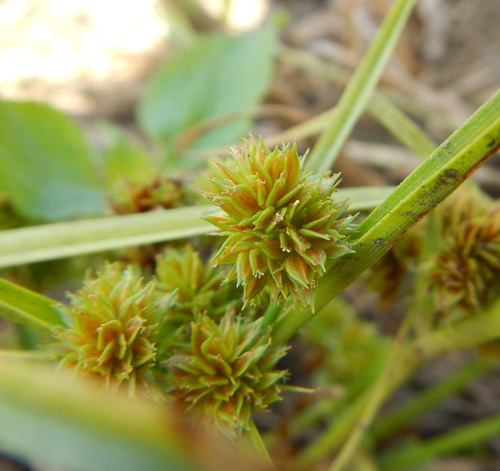 Cyperus pseudokyllingioides