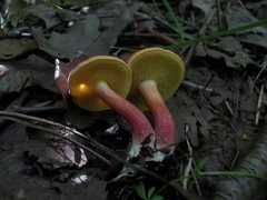 Xerocomellus ripariellus