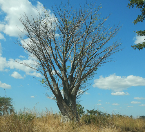 African baobab