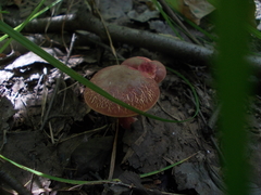 Xerocomellus ripariellus