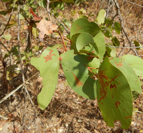 Mopane