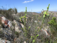 Erica sparrmanni