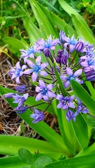 Scilla peruviana