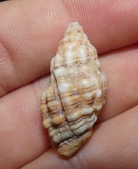 Cronia aurantiaca