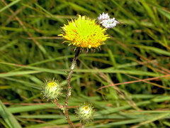 Berkheya rhapontica
