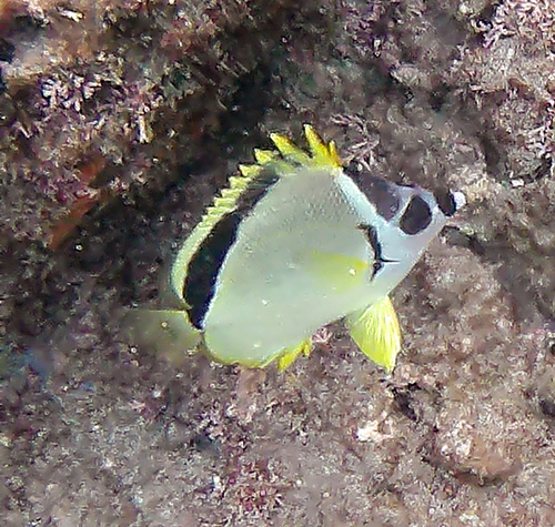 Photo of Barberfish (Johnrandallia nigrirostris)