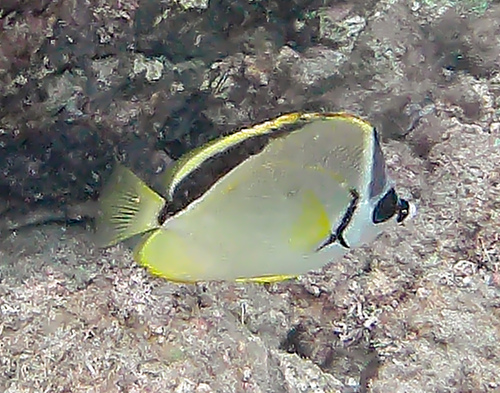 Barberfish (Johnrandallia nigrirostris) — Chaetodontidae — 5