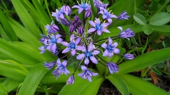 Scilla peruviana