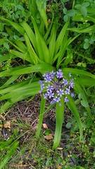 Scilla peruviana