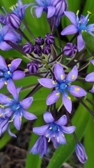 Scilla peruviana