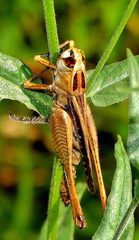 Eyprepocnemidinae