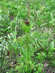Valeriana alternifolia