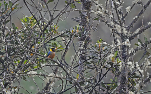 Golden-collared Tanager (Iridosornis jelskii), photo 3