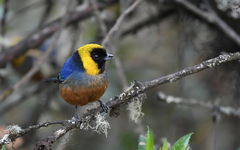 Golden-Collared Tanager photo 3
