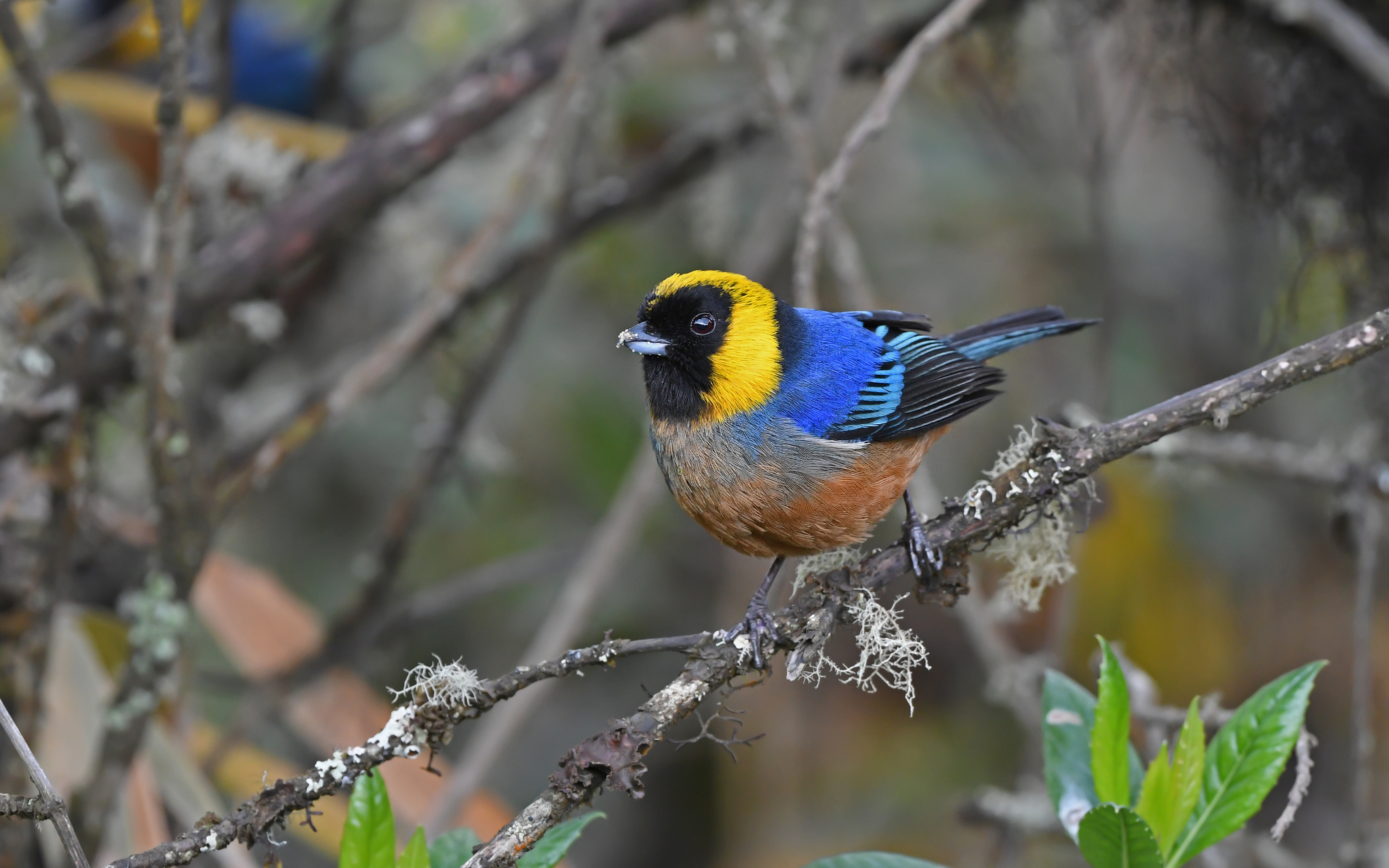 Golden-collared Tanager illustration