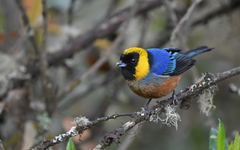 Golden-Collared Tanager photo 2