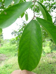 Viburnum odoratissimum