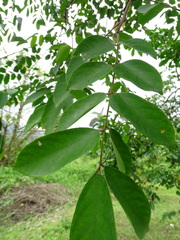 Viburnum odoratissimum