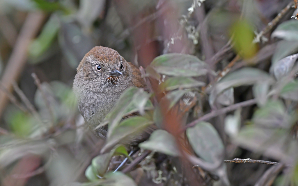 Puna Thistletail photo
