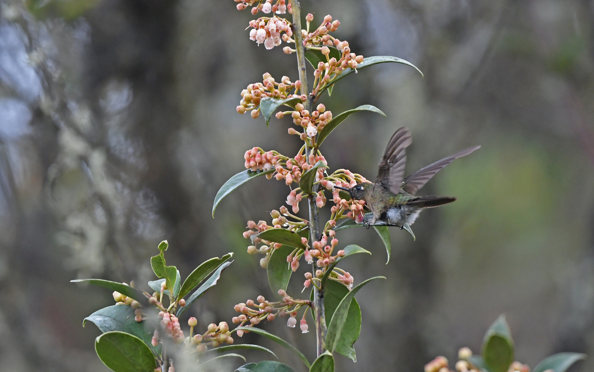 Rufous-capped Thornbill (Chalcostigma ruficeps), photo 9