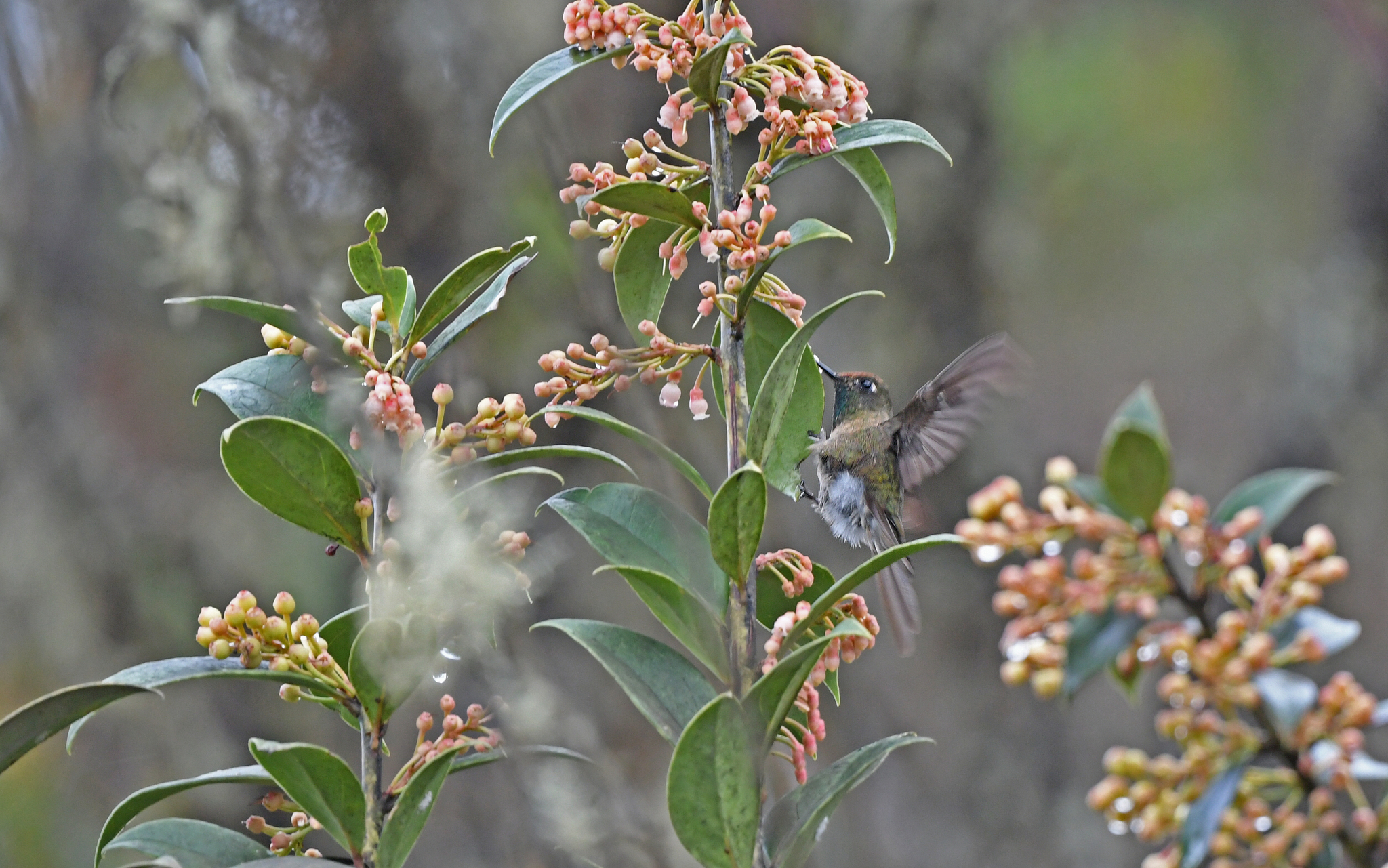 Rufous-capped Thornbill (Chalcostigma ruficeps), photo 8