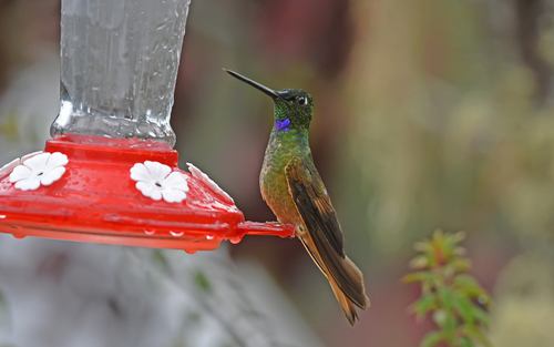 Violet-throated Starfrontlet (Cuzco)