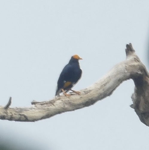Yellow-faced Myna