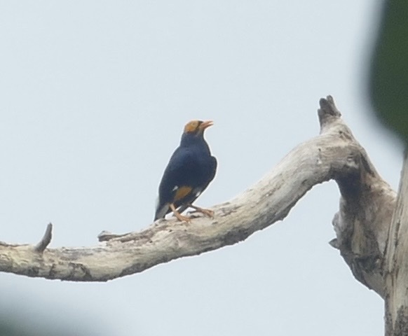 Yellow-faced Myna