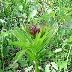 Valeriana alternifolia