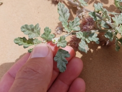 Neurada procumbens