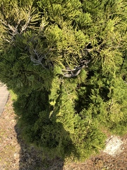 Juniperus chinensis