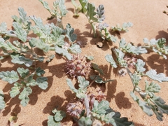 Neurada procumbens