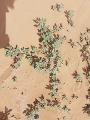 Neurada procumbens