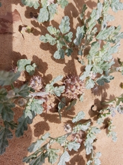 Neurada procumbens