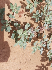 Neurada procumbens