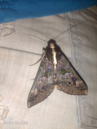 Sundowner moth