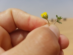 Lotus halophilus