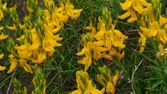 Genista hirsuta