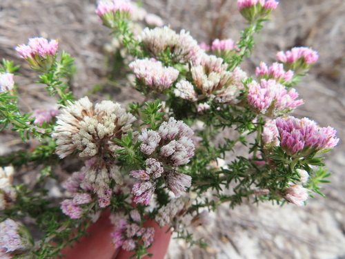 Image of Metalasia erubescens by (c) linkie, some rights reserved (CC BY)