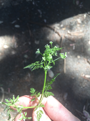 Anthriscus caucalis