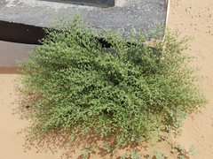 Zygophyllum indicum