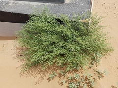Zygophyllum indicum
