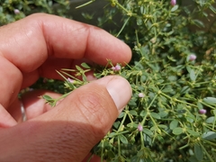 Zygophyllum indicum