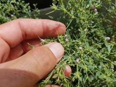 Zygophyllum indicum