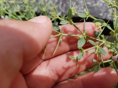 Zygophyllum indicum